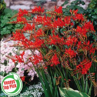 Lucifer Crocosmia Thumbnail